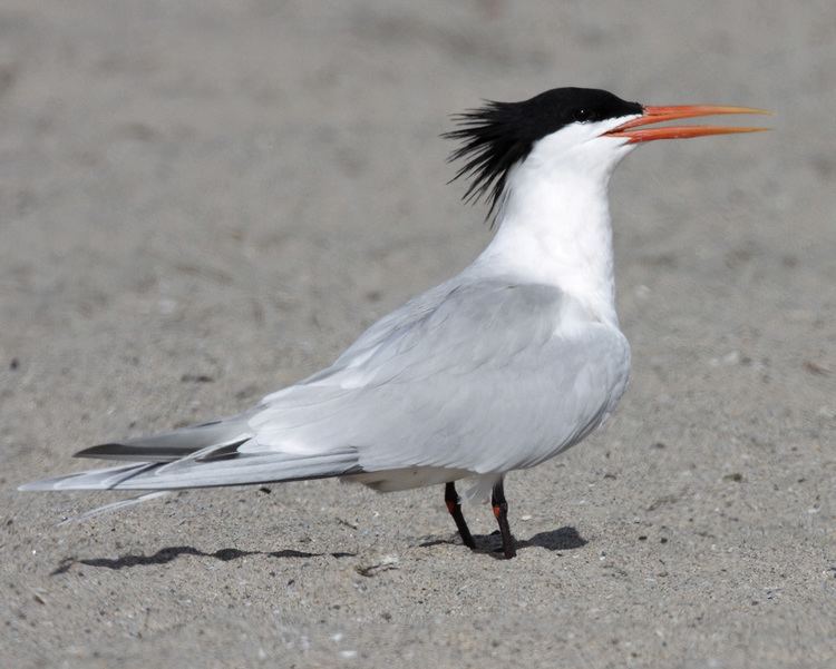 Elegant tern Elegant Tern Audubon Field Guide
