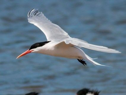 Elegant tern httpswwwallaboutbirdsorgguidePHOTOLARGEel