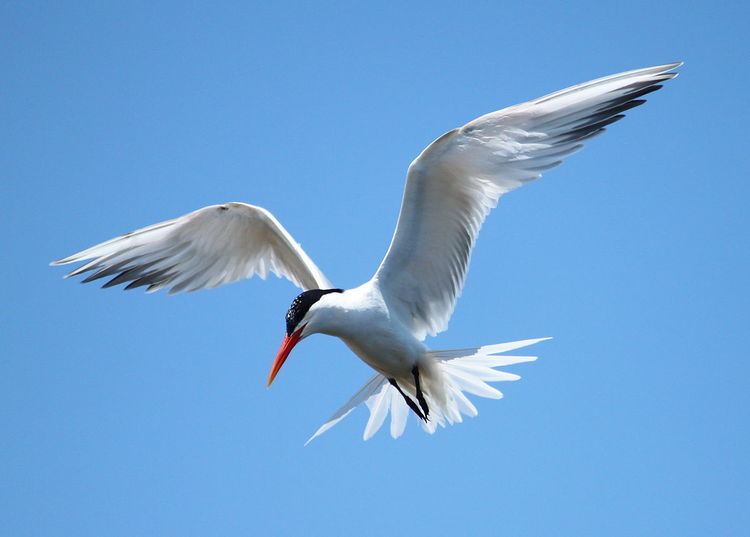 Elegant tern Elegant tern Wikipedia