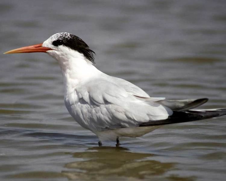 Elegant tern Elegant Tern Audubon Field Guide