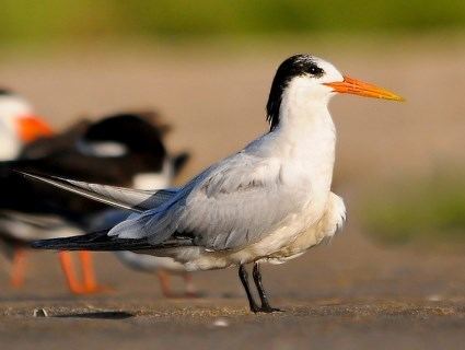 Elegant tern Elegant Tern Identification All About Birds Cornell Lab of