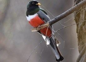 Elegant trogon Elegant Trogon Identification All About Birds Cornell Lab of