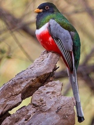 Elegant trogon Elegant Trogon Identification All About Birds Cornell Lab of