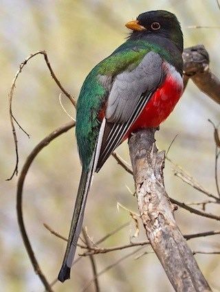 Elegant trogon Elegant Trogon Identification All About Birds Cornell Lab of