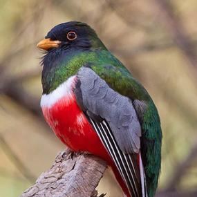 Elegant trogon birdnoteorgsitesdefaultfilesstorageshowphot