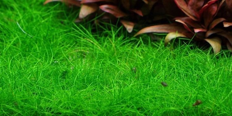 Eleocharis Eleocharis acicularis 39Mini39 Tropica Aquarium Plants