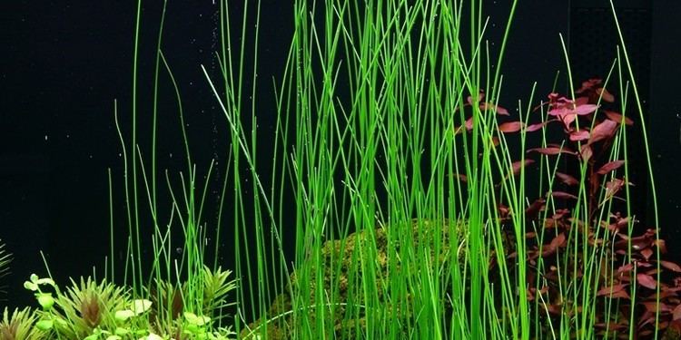 Eleocharis Eleocharis sp Tropica Aquarium Plants