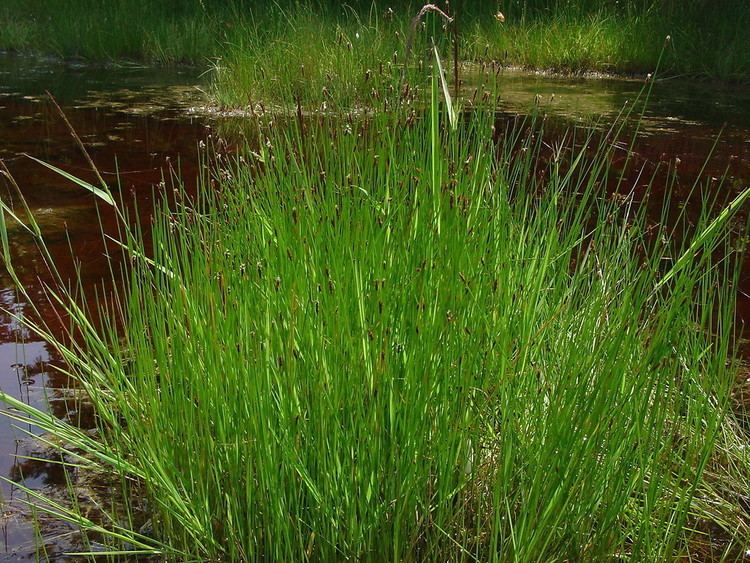 Eleocharis Eleocharis uniglumis oneglumed spikesedge Go Botany