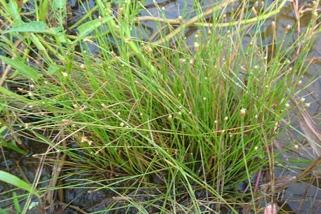 Eleocharis geniculata Eleocharis geniculata