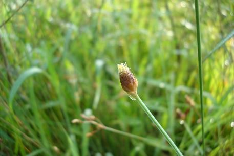 Eleocharis geniculata Eleocharis geniculata