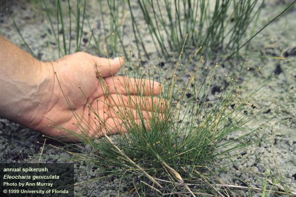 Eleocharis geniculata Eleocharis geniculata UFIFAS Center for Aquatic and Invasive Plants