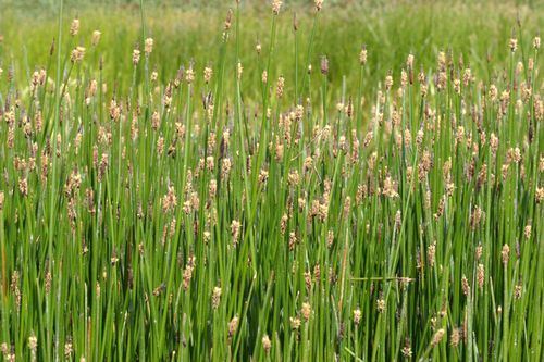 Eleocharis macrostachya Common Spikerush Eleocharis macrostachya
