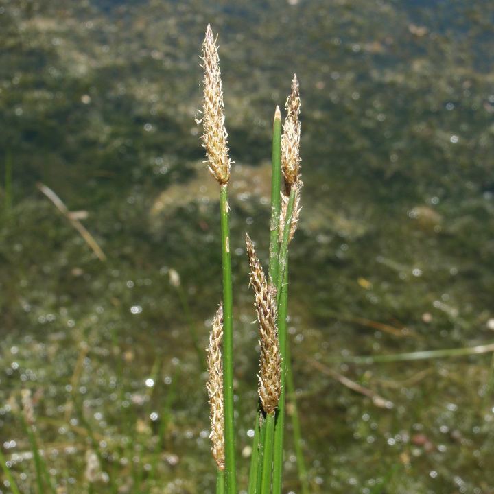 Eleocharis macrostachya Consortium of Intermountain Herbaria Eleocharis macrostachya