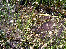 Eleocharis pachycarpa httpsuploadwikimediaorgwikipediacommonsthu