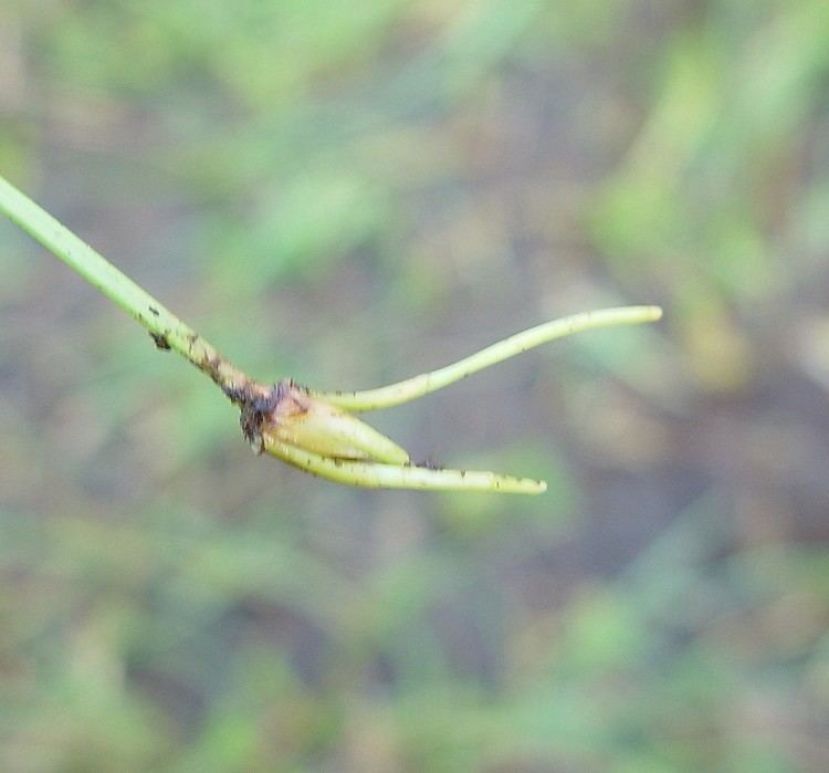 Eleocharis rostellata Eleocharis rostellata beaked spikesedge Go Botany