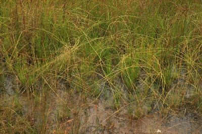 Eleocharis rostellata Eleocharis rostellata Michigan Flora