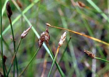 Eleocharis rostellata Online Virtual Flora of Wisconsin Eleocharis rostellata