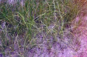 Eleocharis rostellata Online Virtual Flora of Wisconsin Eleocharis rostellata