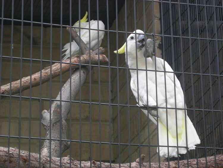 Eleonora cockatoo Eleonora cockatoo Wikipedia