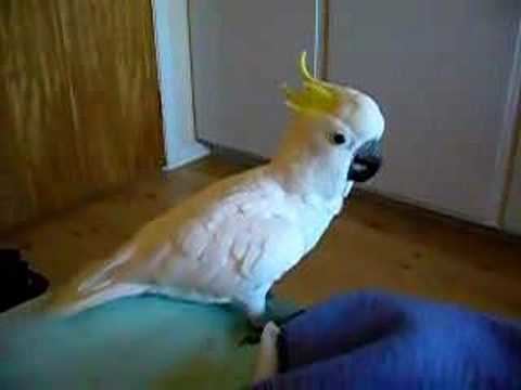 Eleonora cockatoo Eleanora Cockatoo YouTube