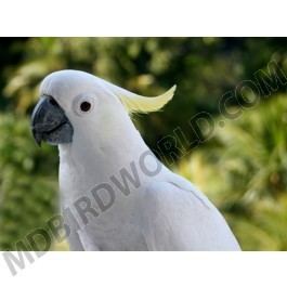 Eleonora cockatoo Eleanora Cockatoo or Medium Sulphur Crested Cockatoo