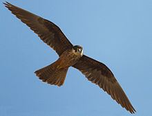 Eleonora's falcon httpsuploadwikimediaorgwikipediacommonsthu
