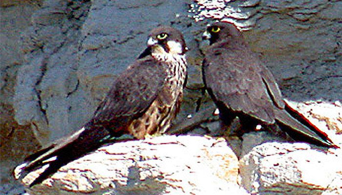 Eleonora's falcon Eleonora39s Falcon Mallorca Bird Watching