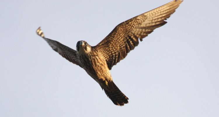 Eleonora's falcon Eleonora39s Falcon Crete Birding