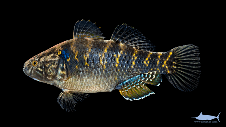 Eleotridae Eleotridae Fishes of North Carolina