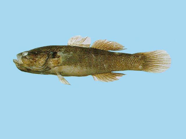 Eleotris Fish Identification