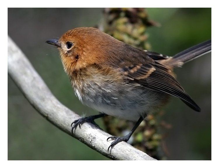 ‘Elepaio Kauai Forest Birds Recovery Project Home