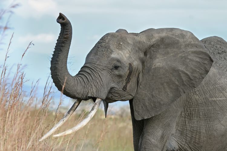 Elephant Elephant Wikipedia