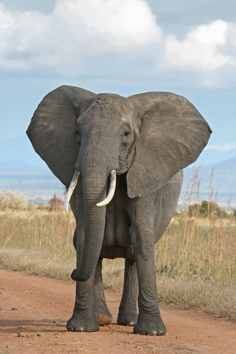 Elephant httpsuploadwikimediaorgwikipediacommons33