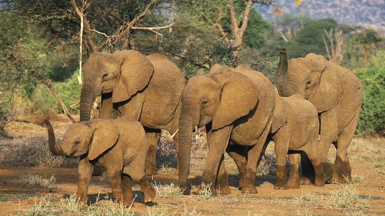 Elephant African Elephant