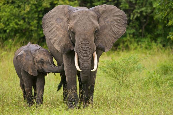 Elephant Facts About Elephants African Elephants amp Asian Elephants