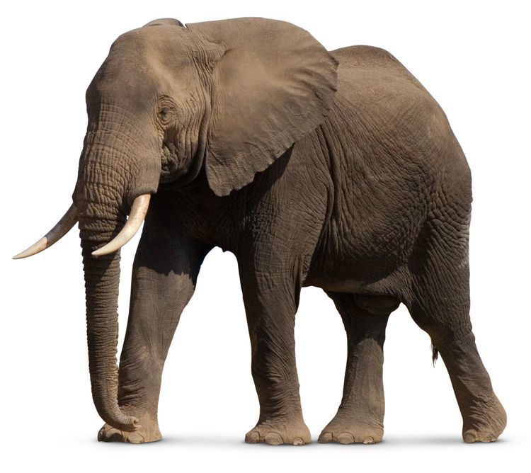 Elephant Facts About Elephants Types of Elephants DK Find Out