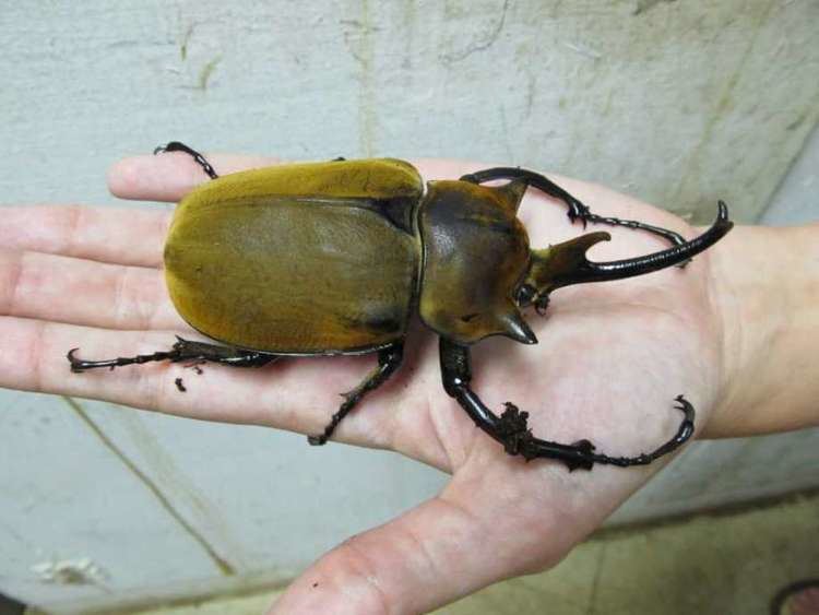 Elephant beetle Elephant beetle newest addition to San Antonio Zoo San Antonio