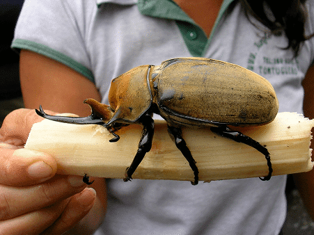 Elephant beetle Elephant Beetle l Endangered beetle Our Breathing Planet