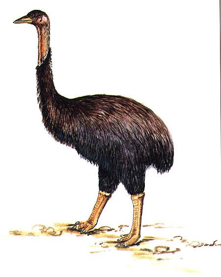 Elephant bird Elephant Bird