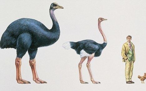 Elephant bird We NEED to clone the Elephant Bird and here39s why This very large