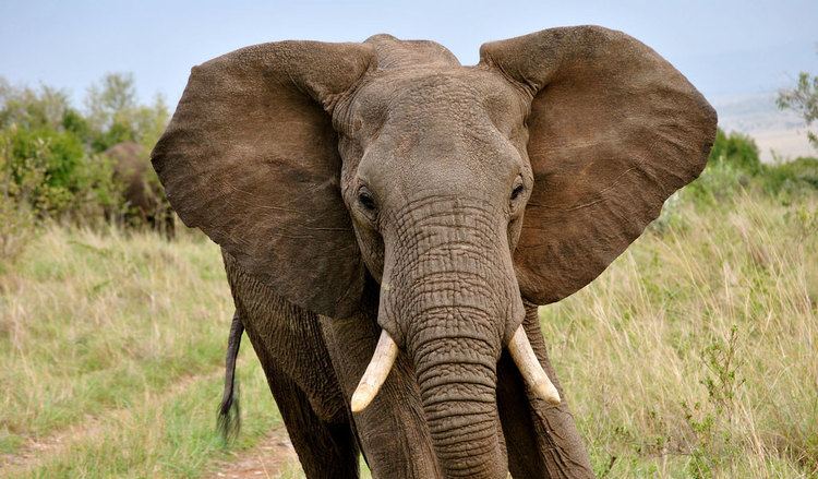 Elephant Elephants Asian amp African Facts Information amp Pictures