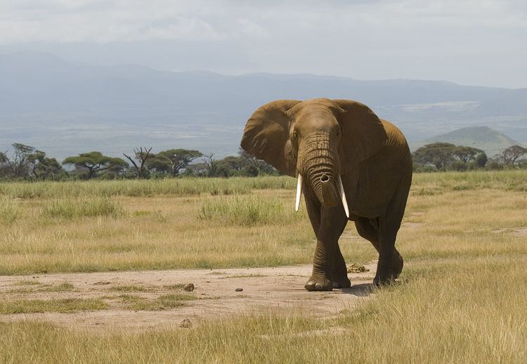 Elephant hunting in Kenya