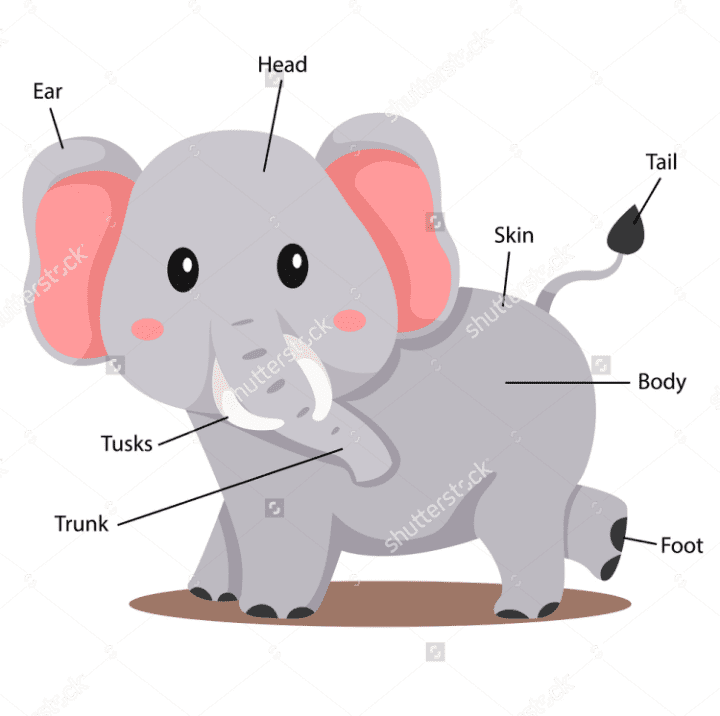 Elephant Parts Elephant parts body English For Life