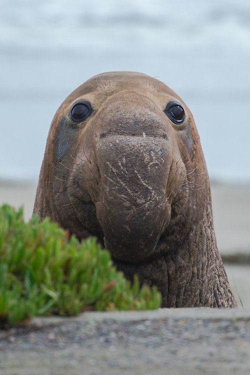 Elephant seal 1000 ideas about Elephant Seal on Pinterest Seals Harp seal and