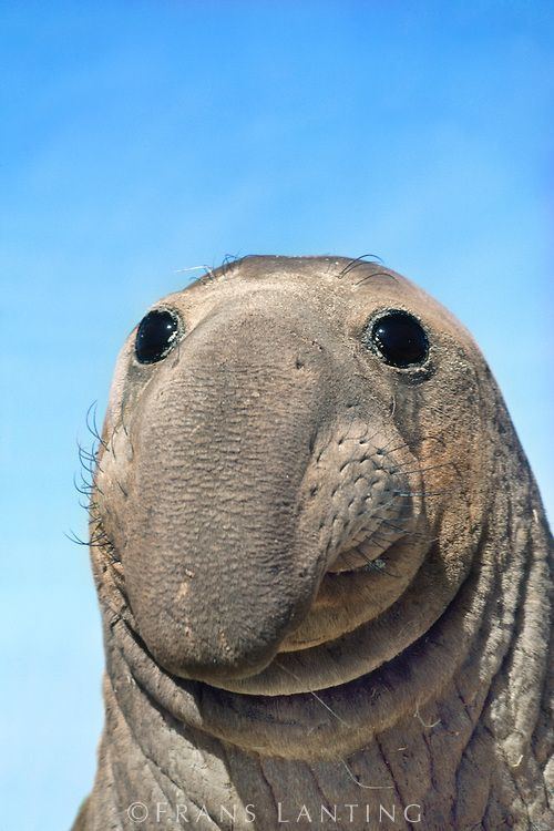 Elephant seal 1000 images about Elephant seal on Pinterest Bull elephant An