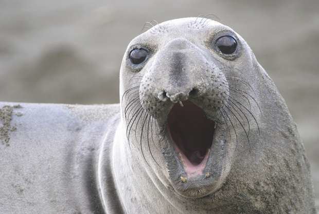 Elephant seal 14 Huge Facts About Elephant Seals Mental Floss
