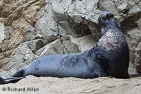 Elephant seal httpswwwnpsgovporeplanyourvisitimagespic