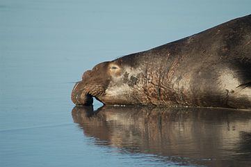 Elephant seal Elephant seal Wikipedia