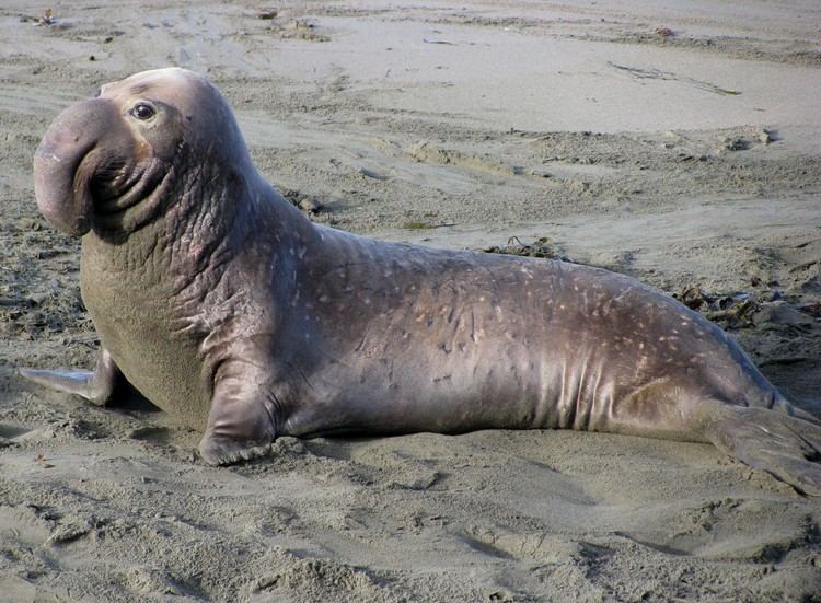 elephant seal life expectancy
