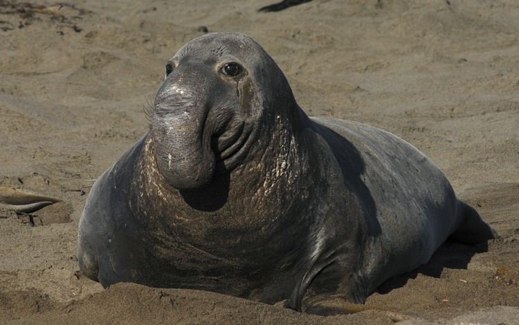 Elephant seal Elephant Seal Facts History Useful Information and Amazing Pictures